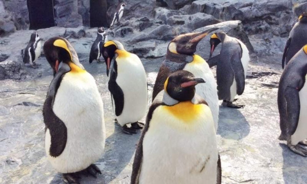 ไปดูเจ้าเพนกวินเดินเตาะแตะ