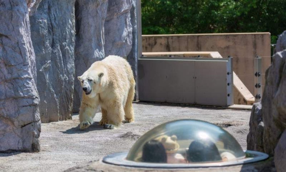 หมีขาวขนปุย