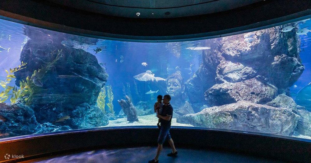 ที่เที่ยวสงกรานต์ พิพิธภัณฑ์สัตว์น้ำซีไลฟ์ แบงคอก โอเชี่ยน เวิลด์ (SEA LIFE Bangkok Ocean World)