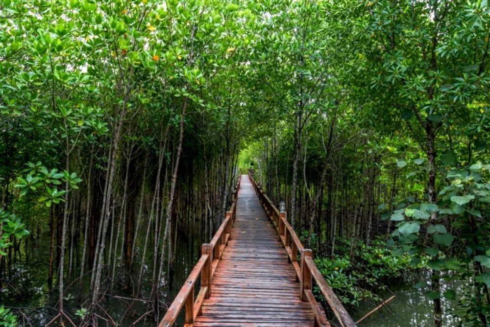 สะพานเส้นทางเดินศึกษาธรรมชาติป่าชายเลน