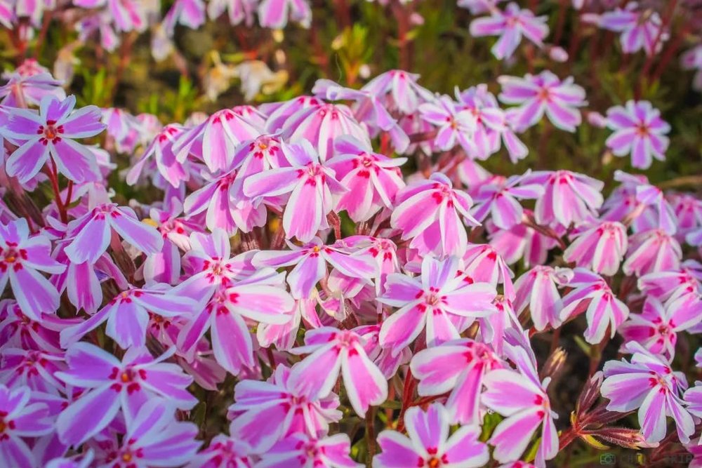 ขอบคุณรูปภาพจาก chillchilljapan l ที่เที่ยวสงกรานต์ที่ประเทศญี่ปุ่น กับเทศกาลฟูจิชิบะซากุระ  (Fuji Shiba-sakura )