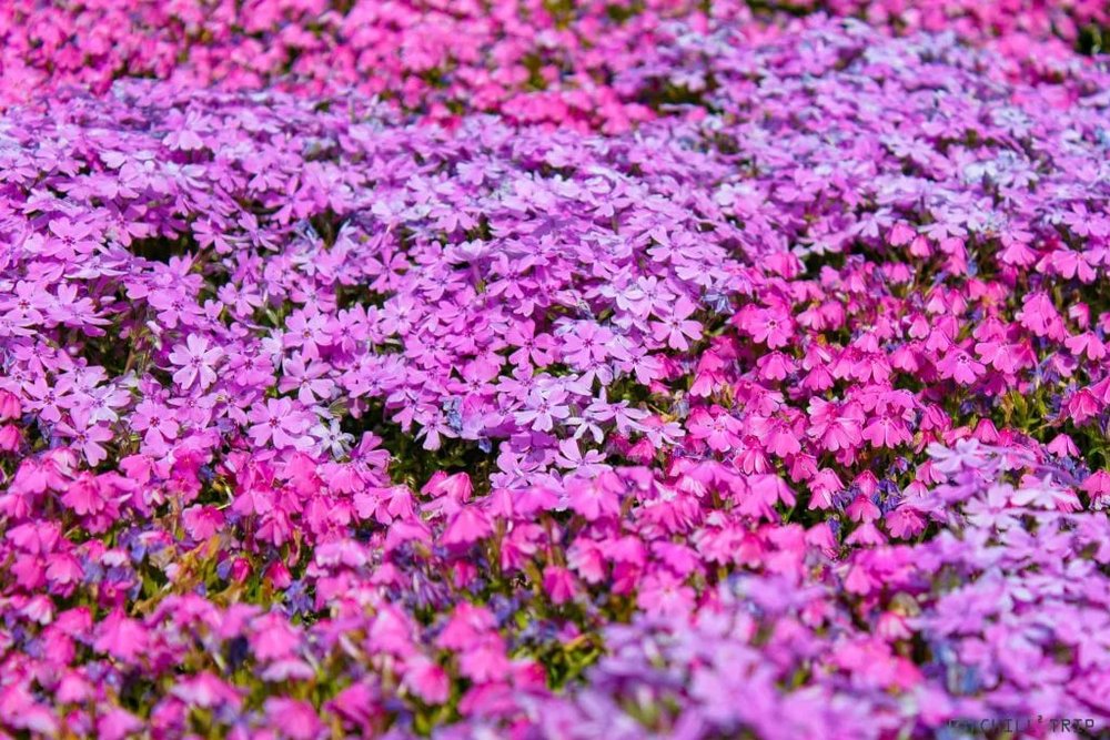 ขอบคุณรูปภาพจาก chillchilljapan l ที่เที่ยวสงกรานต์ที่ประเทศญี่ปุ่น กับเทศกาลฟูจิชิบะซากุระ  (Fuji Shiba-sakura )