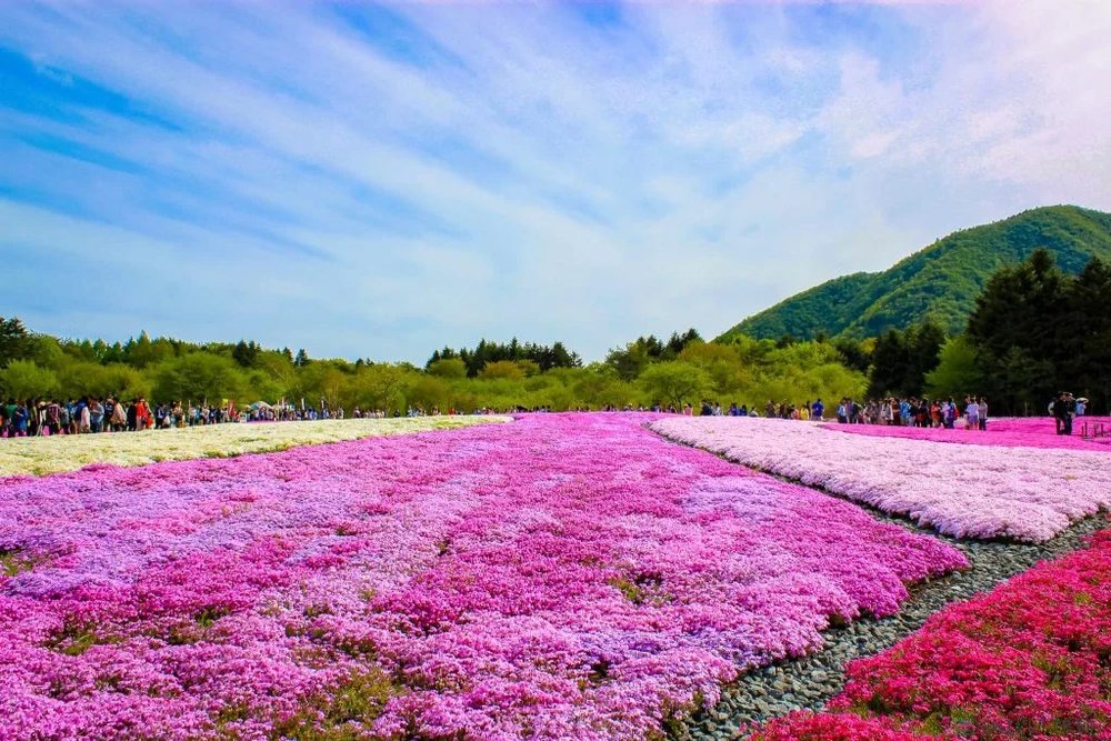 ขอบคุณรูปภาพจาก chillchilljapan l ที่เที่ยวสงกรานต์ที่ประเทศญี่ปุ่น กับเทศกาลฟูจิชิบะซากุระ  (Fuji Shiba-sakura )