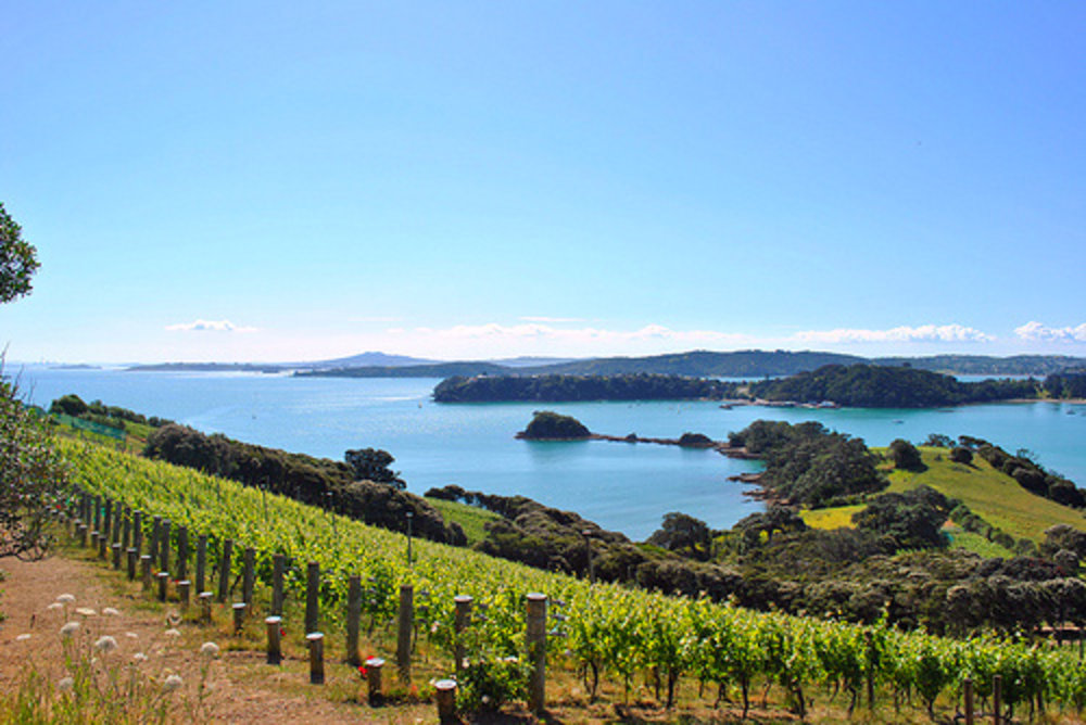 ขอบคุณรูปภาพจาก googlesite l สถานที่ท่องเที่ยวตอนเหนือของประเทศนิวซีแลนด์ ที่เมืองโอ๊คแลนด์ เกาะไวฮีกิ หรือเกาะไวน์ เต็มไปด้วยองุ่นและมะกอก 