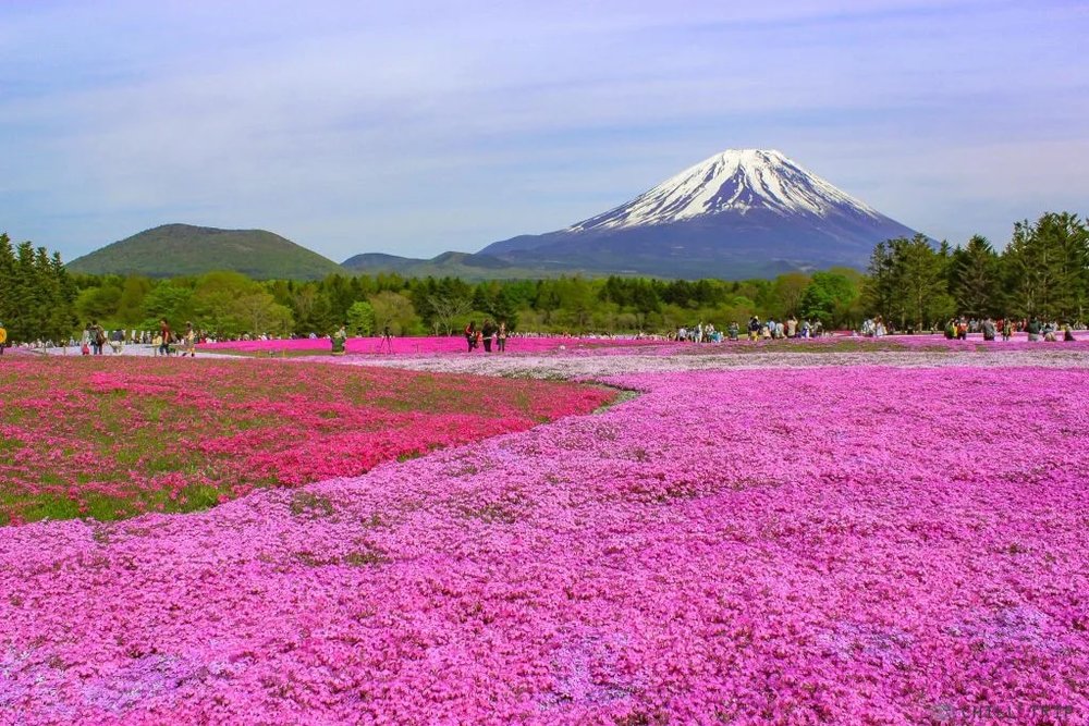 ขอบคุณรูปภาพจาก chillchilljapan l ที่เที่ยวสงกรานต์ที่ประเทศญี่ปุ่น กับเทศกาลฟูจิชิบะซากุระ  (Fuji Shiba-sakura )