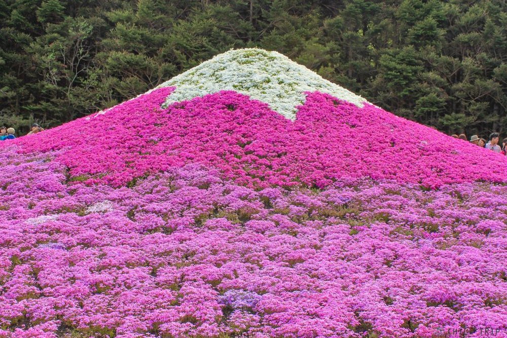 ขอบคุณรูปภาพจาก chillchilljapan l ที่เที่ยวสงกรานต์ที่ประเทศญี่ปุ่น กับเทศกาลฟูจิชิบะซากุระ  (Fuji Shiba-sakura )