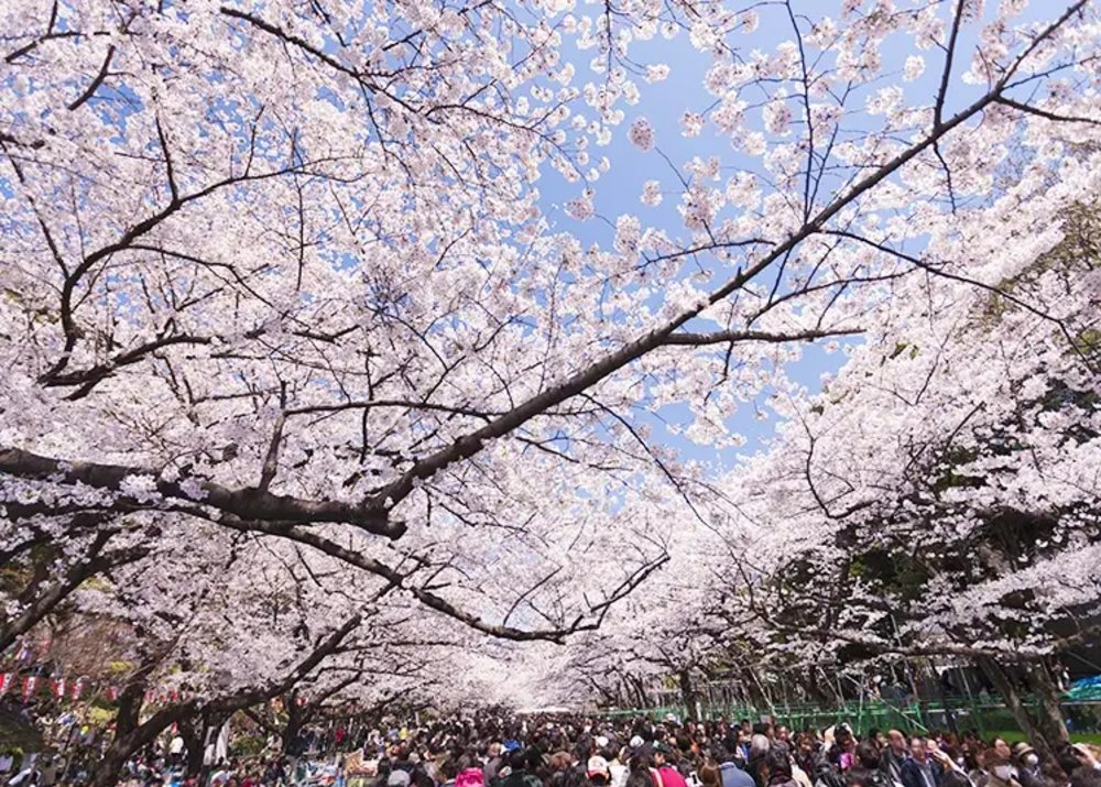 ที่เที่ยว สวนอุเอโนะ (Ueno park) ที่เต็มไปด้วยดอกซากุระ