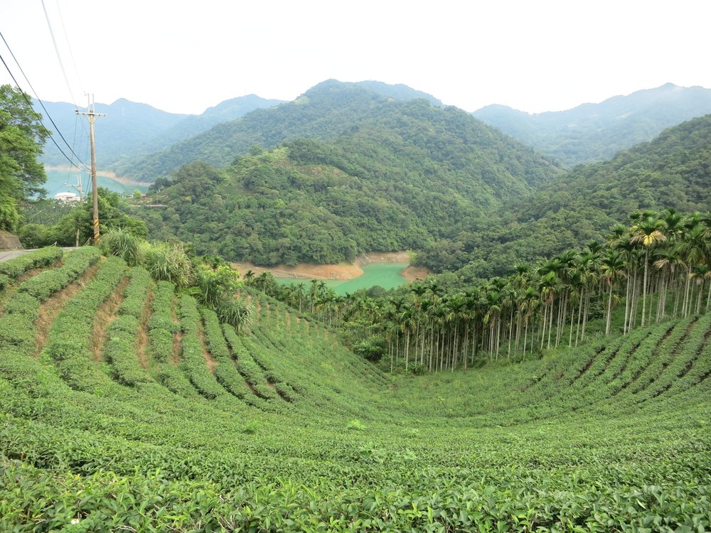 台北景點, 台北夜市, 台北美食, 台北好去處, 貓空木柵觀光茶園