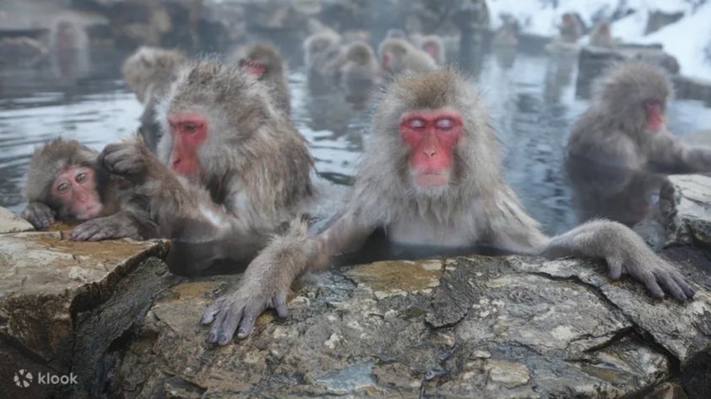 ที่เที่ยวญี่ปุ่น สวนลิงจิโกคุดานิ (Jigokudani Monkey Park)