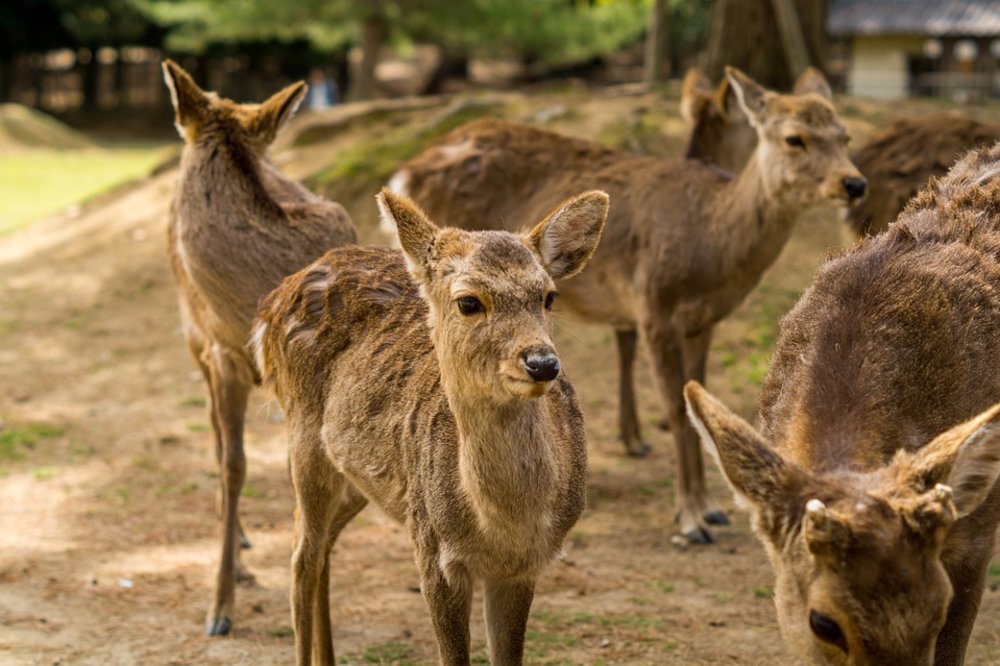 ที่เที่ยวญี่ปุ่น สวนสาธารณะนารา (Nara Park) | รูปภาพจาก sebcaldera