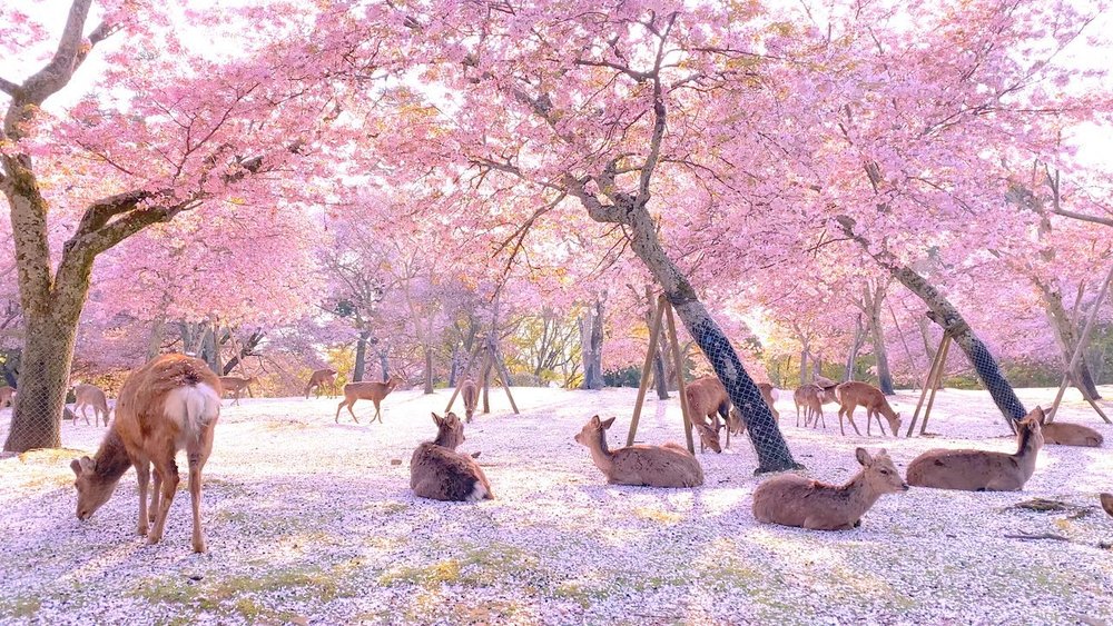 ที่เที่ยวญี่ปุ่น สวนสาธารณะนารา (Nara Park) | รูปภาพจาก secretnyc.co