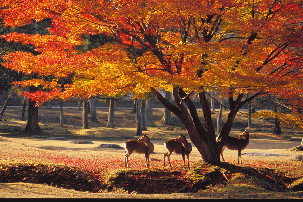 รูปภาพจาก kintetsu.co.jp