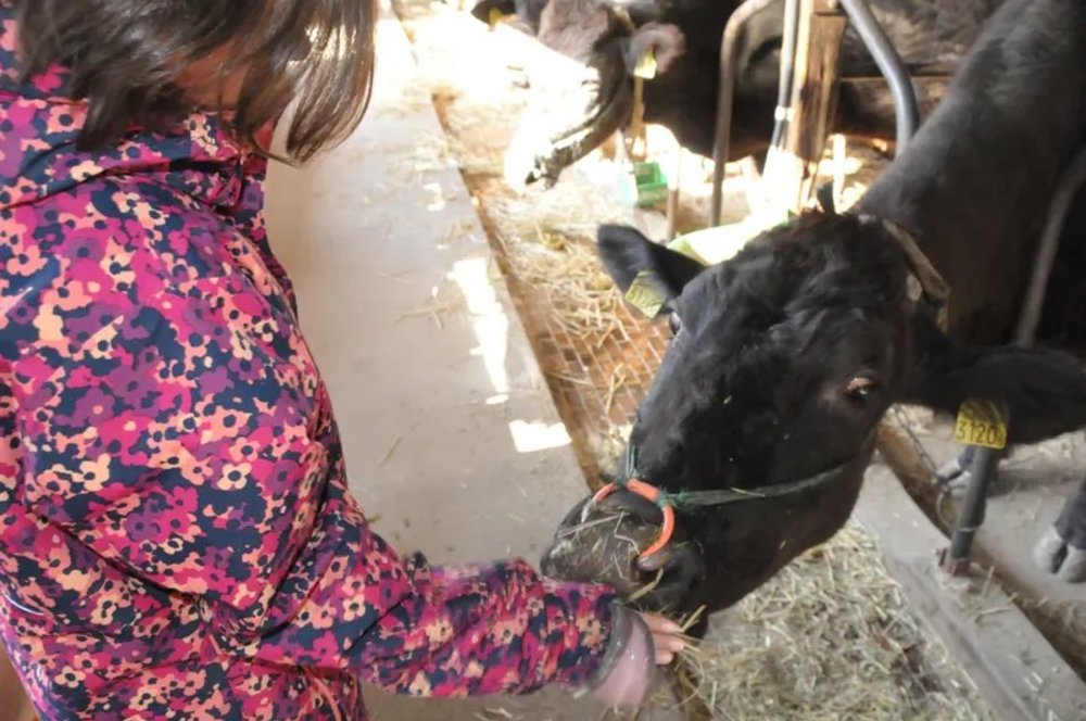 อุเระชิโนะ ชิโอทะสึ มิไร เคาน์ซิล (Ureshino Shiotatsu Mirai Council) | รูปภาพจาก Klook.com