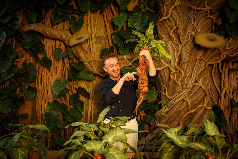 Tom Felton pulling out a potted Mandrake at Professor Sprout’s Greenhouse