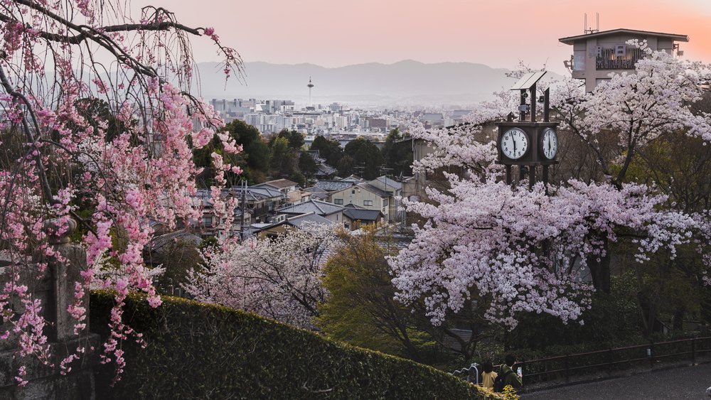 Cherry blossom season in Kyoto Japan