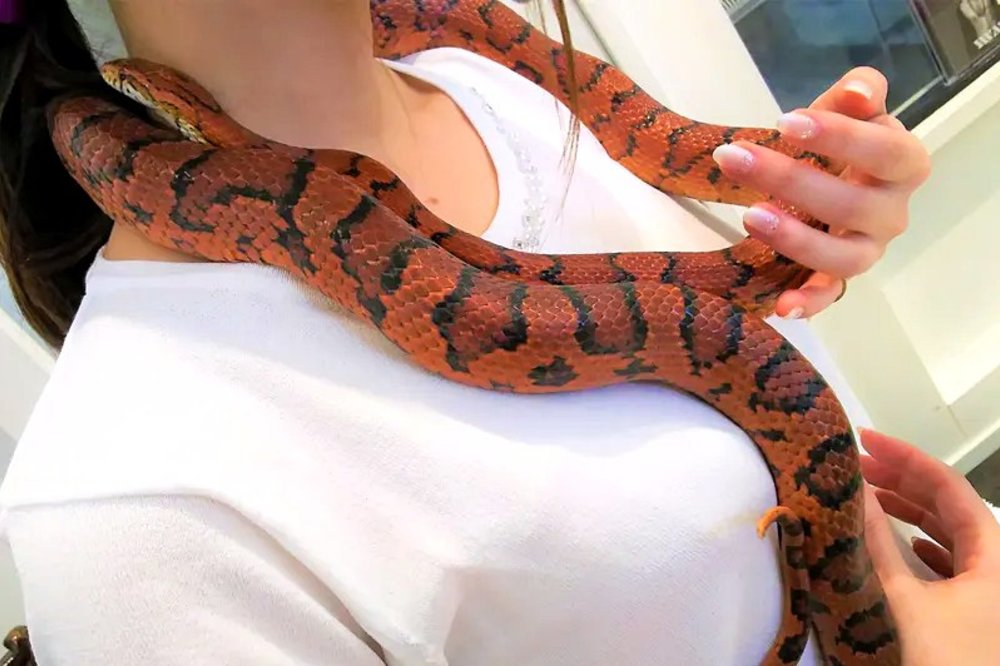 animal cafes in tokyo