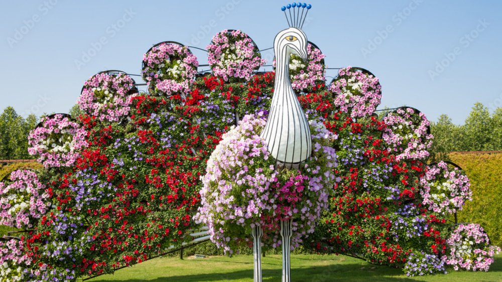 A peacock at Dubai Miracle Garden