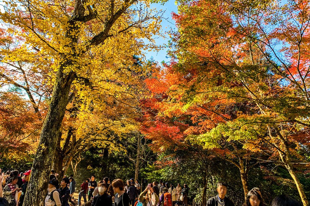 ขอบคุณรูปภาพจาก japanjourneys l เที่ยวชมใบไม้แดง ใบไม้เปลี่ยนสี