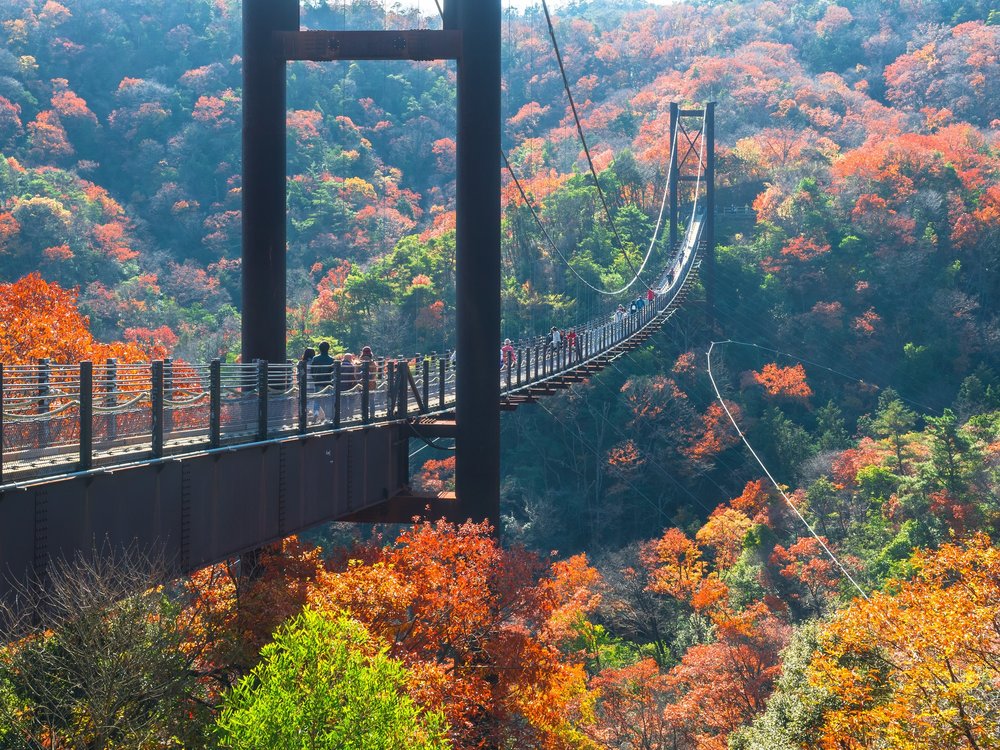 ขอบคุณรูปภาพจาก Visit Japan l ที่เที่ยวที่เหมาะแก่การชมใบไม้เปลี่ยนสีได้