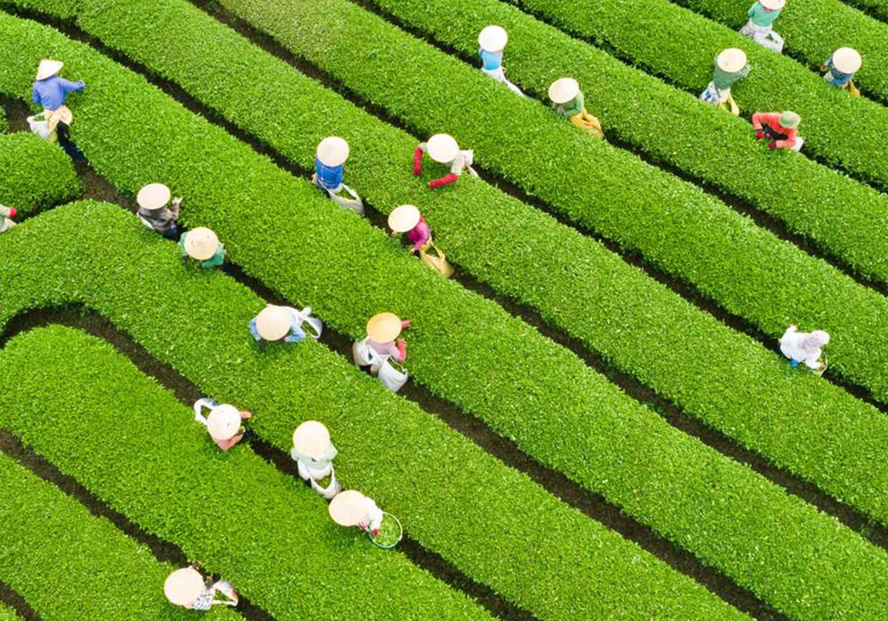 dia-diem-du-lich-tay-bac