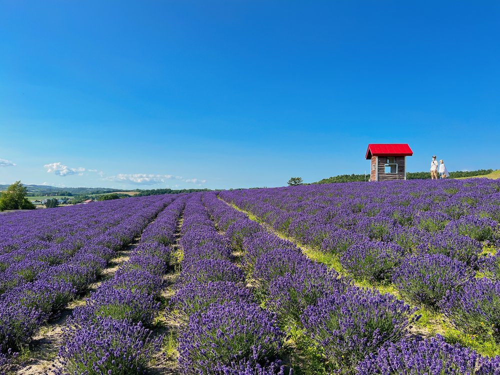 People standing near a small house with a red roof at a flower field