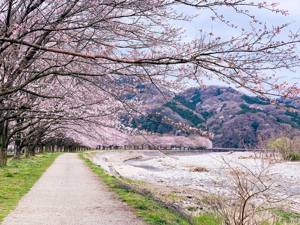 Cherry blossom trees in bloom