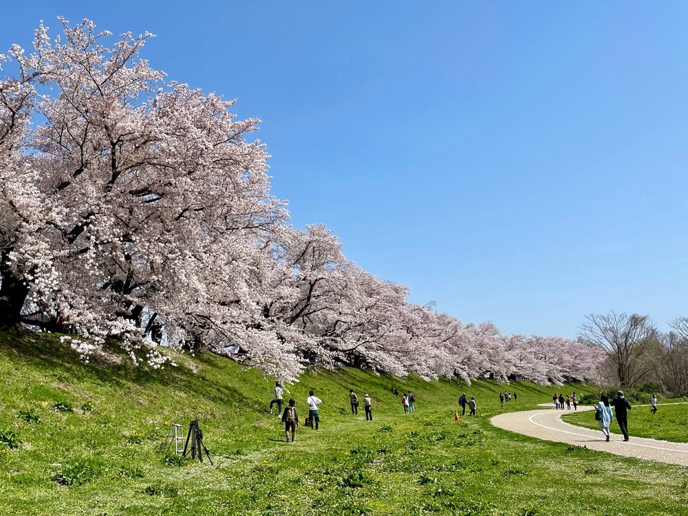 People walking on a field surrounded by pink cherry blossom trees