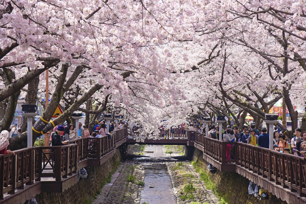 People walking on bridges surrounded by pink cherry blossom trees
