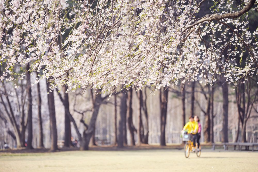 People biking through rows of pink cherry blossom trees
