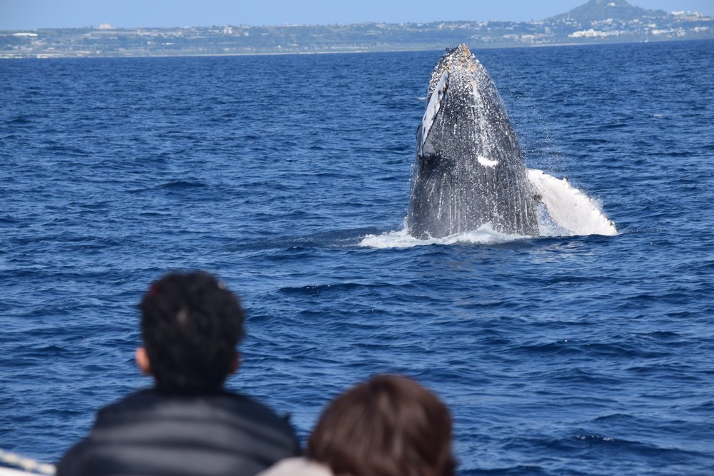 People watching a whale