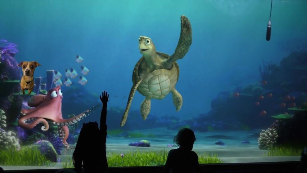  Have a chat and a little Q&A with the coolest sea turtle in the ocean!