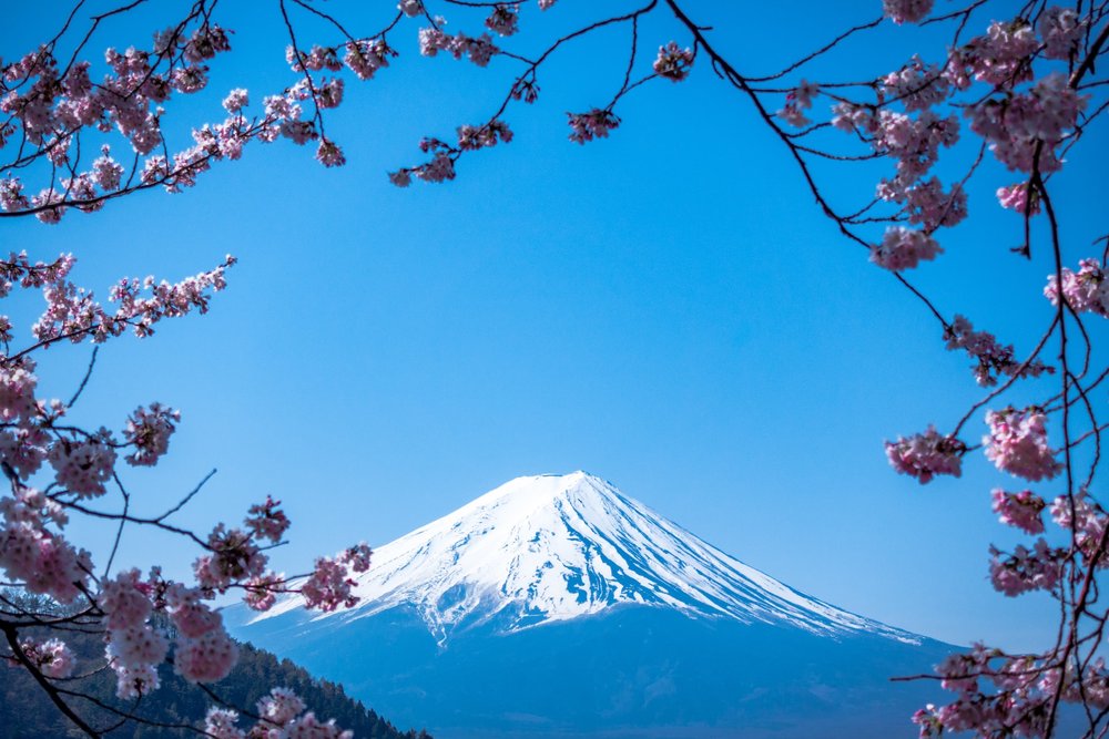 mt. fuji in daytime with cherry blossoms