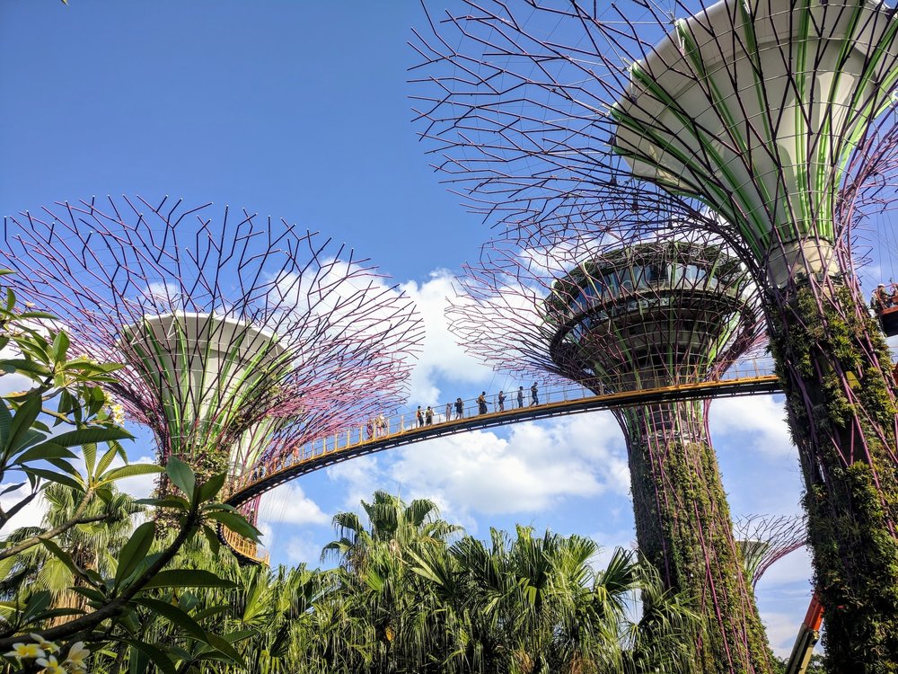 tall green trees and people walking on a bridge