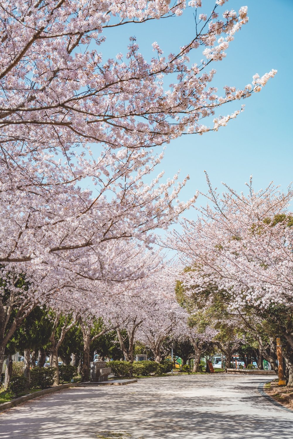 jeju university cherry blossom road