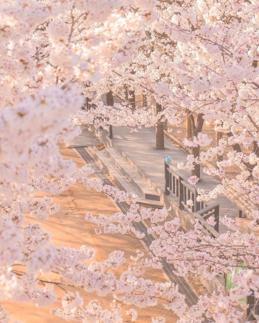 cherry blossom seoul forest park