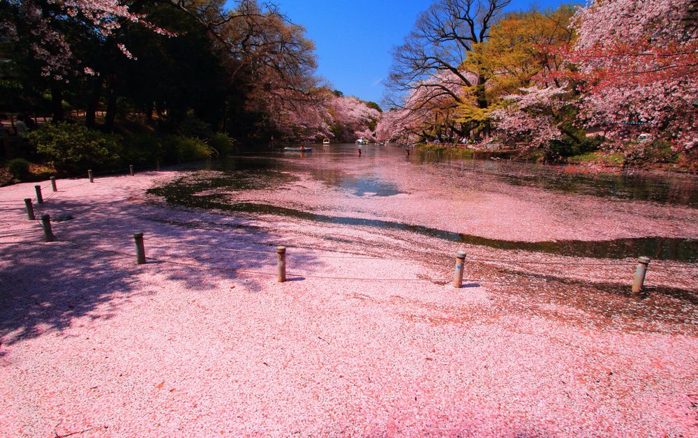 Cherry blossom petals in the water