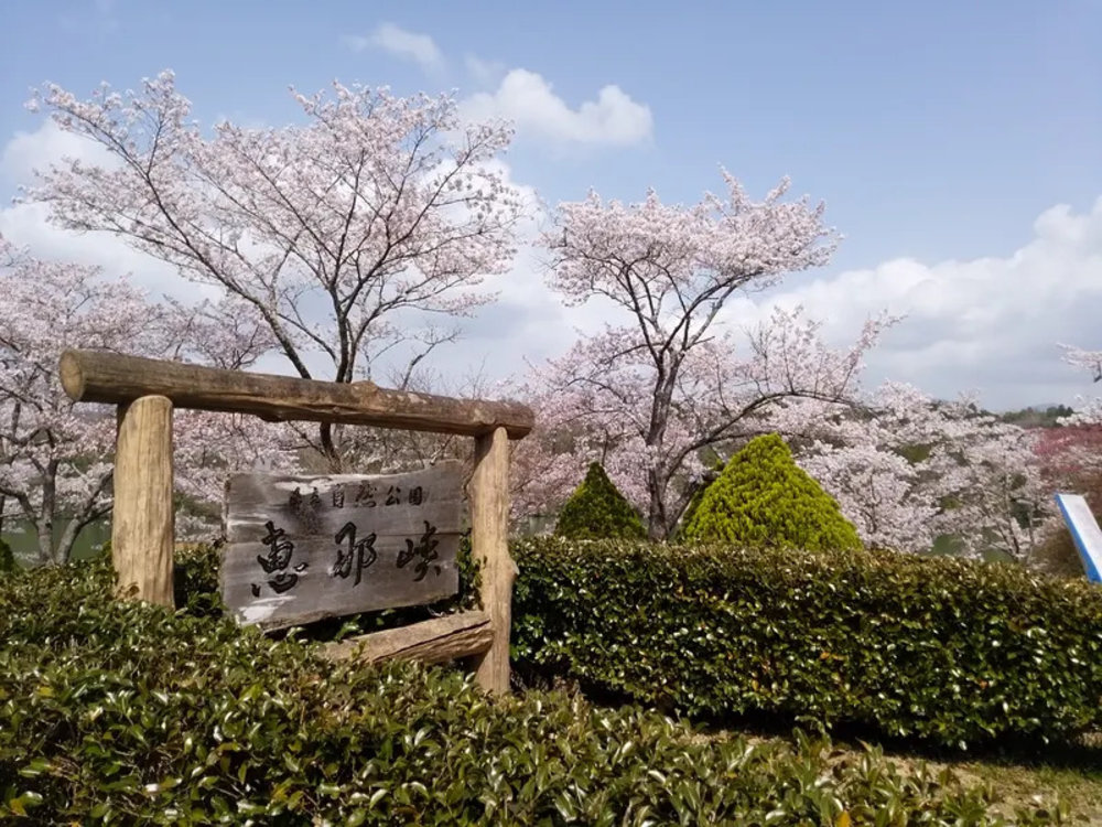 Gate with Cherry Blossom