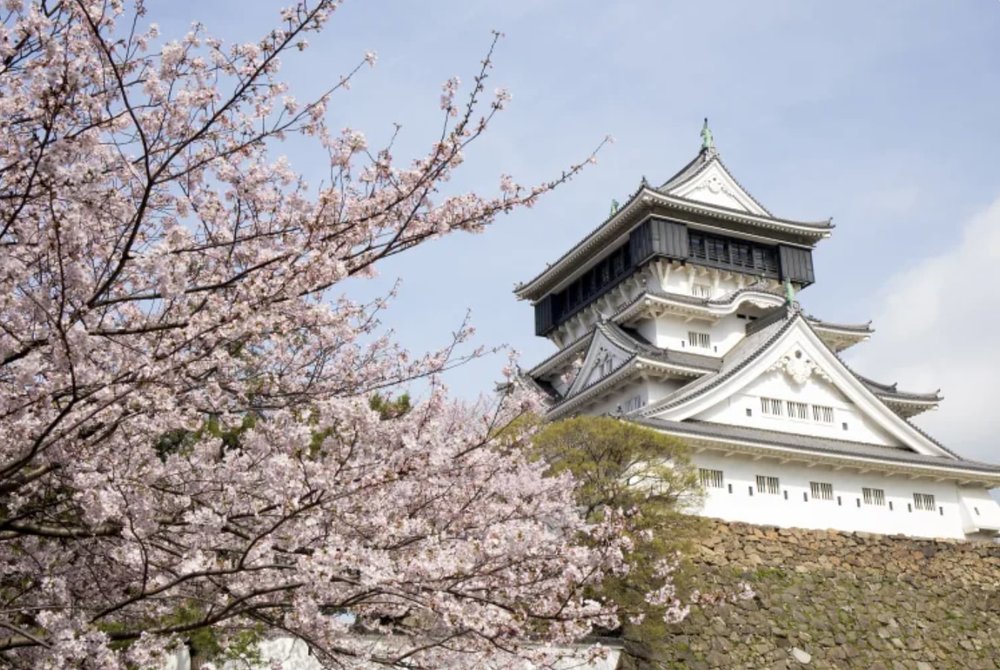 Kokura castle view during cherry blossom season