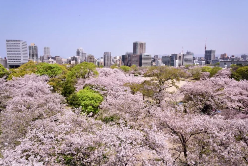 View of a park during cherry blossom season