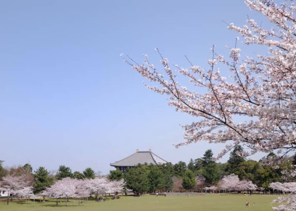 Nara Park surrounded by cherry blossom tree