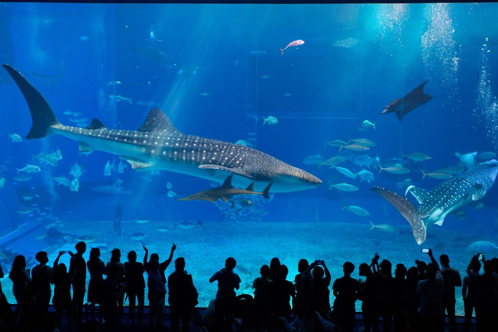 People looking at sea creatures in an aquarium