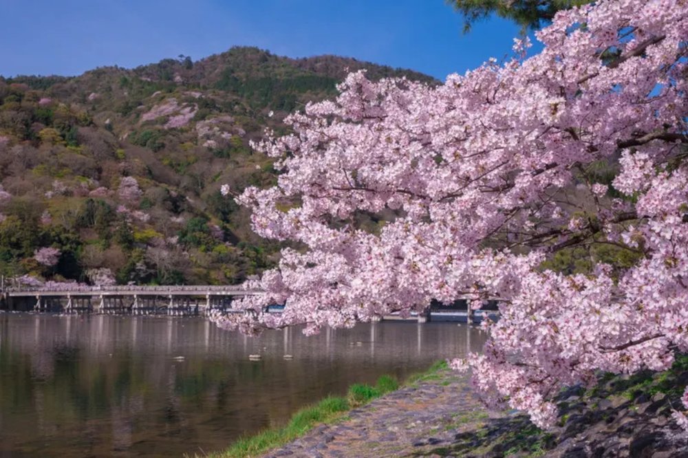 Cherry blossom tree beside the river