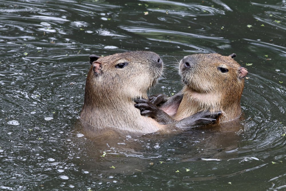 Otters swimming together