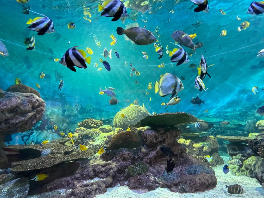 Different types of fishes in an aquarium