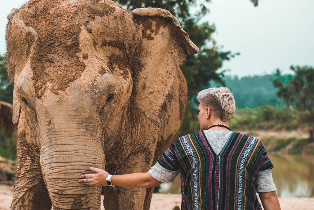 Man petting an elephant