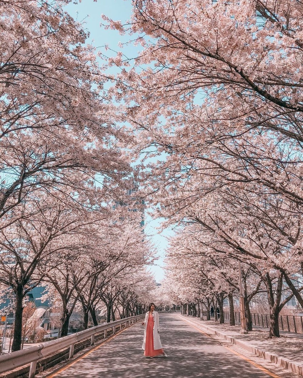 Korea Cherry Blossom Forecast 2024: When And Where To See Sakura In ...