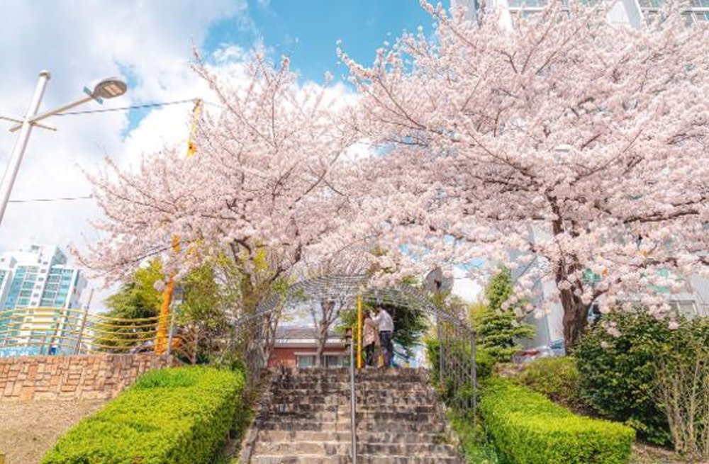 Oncheoncheon Café Street cherry blossom busan