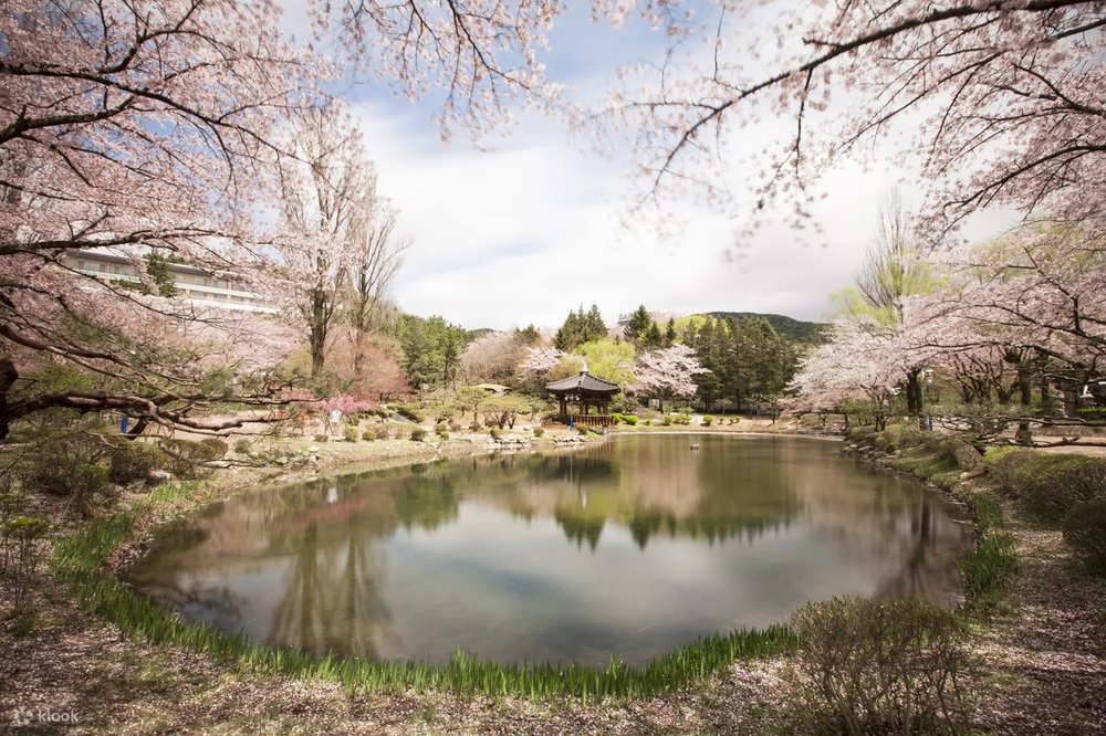 Gyeongju cherry blossom festival 
