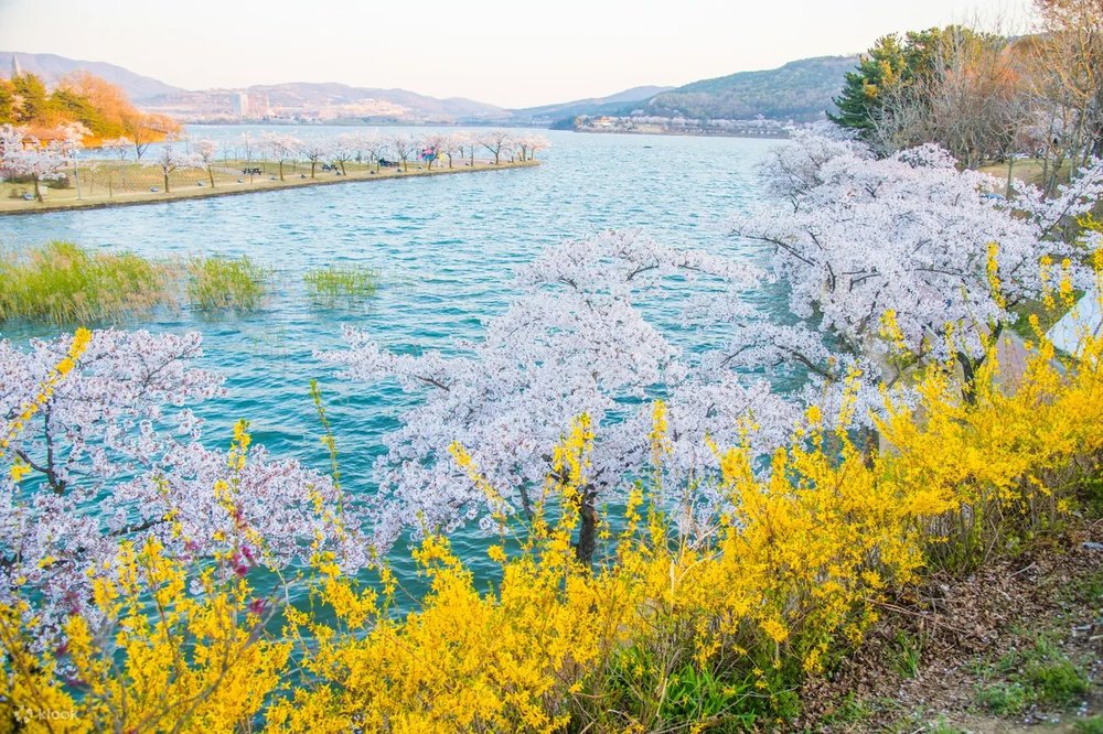 Gyeongju cherry blossom festival 