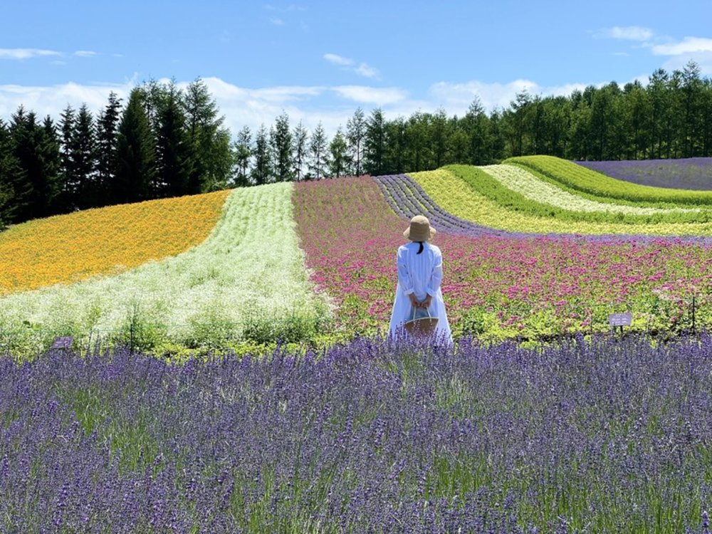 富良野區域周遊券前往富田農場